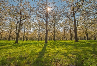 La-notizia-foreste-autosostenibili-deserto